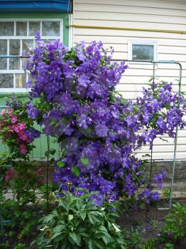 some beautiful blue and big flowers of clematis near the house