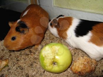 two little beautiful brown guinea-pigs with apple