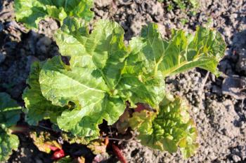 Young sprouts of a rhubarb progrown from the ground in the spring