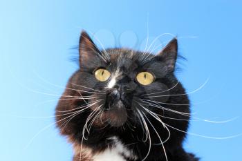 image of black cat with white tie on blue sky background