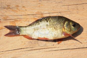 image of caught big red crucian on the wood