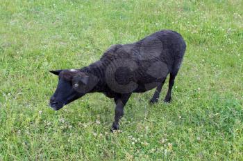 the image of black sheep grazing on grass