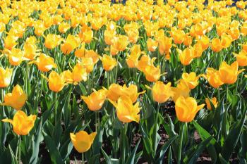 image of yellow tulips on the flower-bed