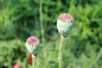 image of the green head of the poppy