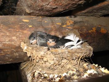 image of nest of a swallow with nestlings