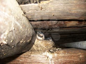 image of swallow sitting in the nest
