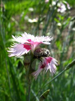 The image of flower of pink carnation and small beetle