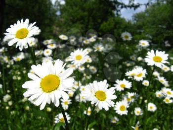 image of flower-bed of white beautiful chamomiles