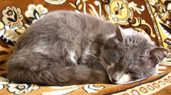 The grey and nice cat sleeps on a sofa