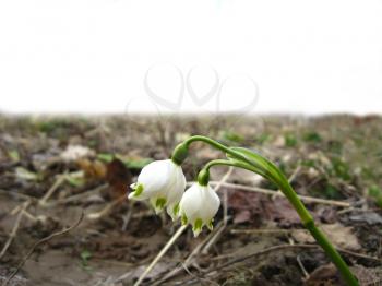 The image of two white snowdrops on one stalk