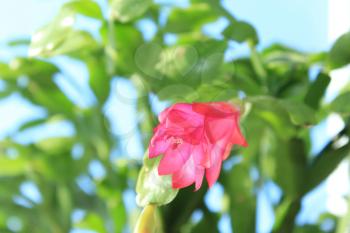 Fine pink flower of Schlumbergera with green leaves