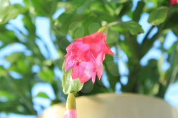 Fine pink flower of Schlumbergera in a flowerpot
