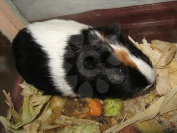 image of little beautiful black and whiteguinea-pig