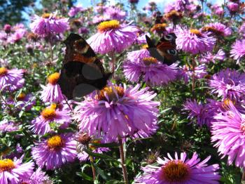 graceful butterflies of peacock eye sitting on the asters