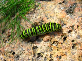 image of caterpillar of the butterfly  machaon on the stone