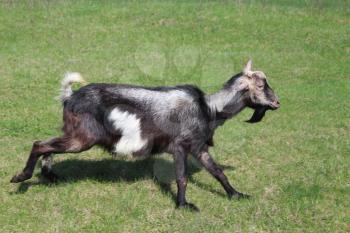 image of goat running on a green pasture