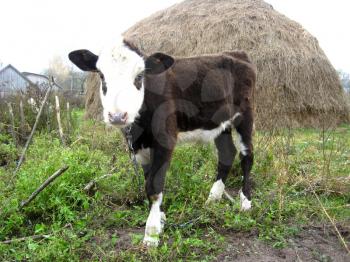 image of little calf near a haystack