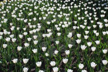 image of white tulips on the flower-bed
