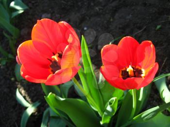 image of two red tulips on the flower-bed