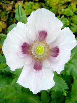 The image of the beautiful white flower of poppy