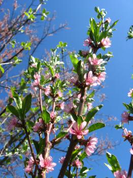 Blossoming tree of peach on a background of the blue sky