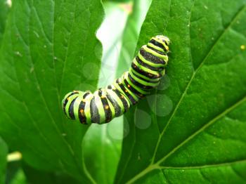 image of caterpillar of the butterfly machaon on the leaf
