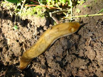 image of slug creeping on the ground