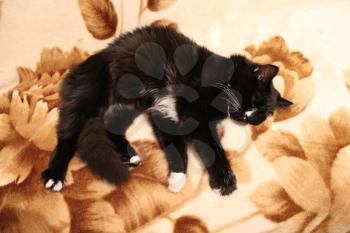 black and nice cat sleeps on a sofa