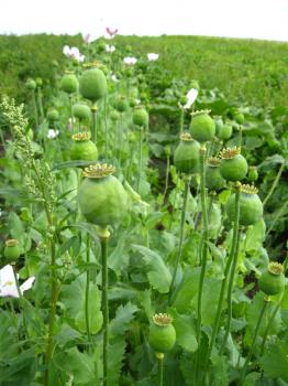 image of the green heads of the poppy