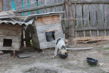 image of dog on a chain eating near the kennel