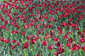 image of red tulips on the flower-bed