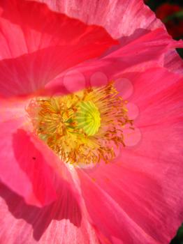 image of the beautiful red flower of red poppy
