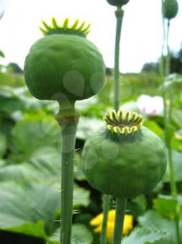image of the green heads of the poppy