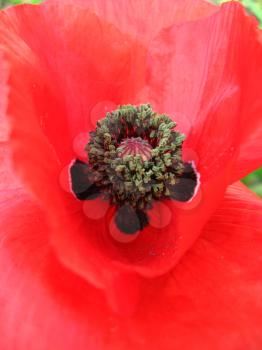 image of the beautiful red flower of red poppy