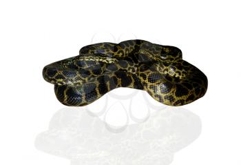 image of big python isolated on white background