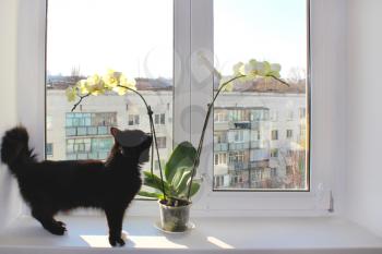 Black cat walking near the orchid on the white window-sill