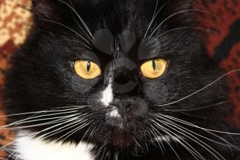 close-up of muzzle of black cat