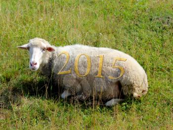 inscription 2015 on the sheep laying on the grass