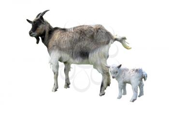 Goat and little kid isolated on the white background