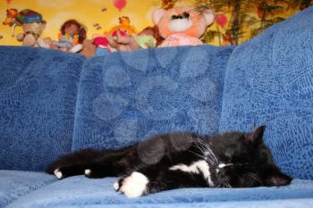 black tired cat sleeping on the blue sofa