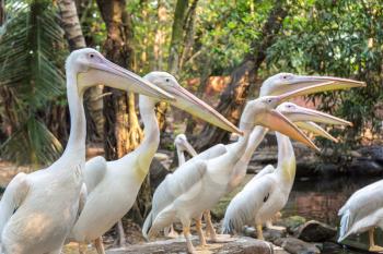 Pelicans in Safari World Zoo in Bangkok in a summer day