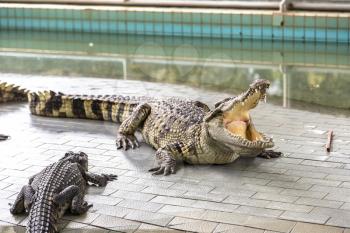 Crocodile zoo in Pattaya, Thailand in a summer day
