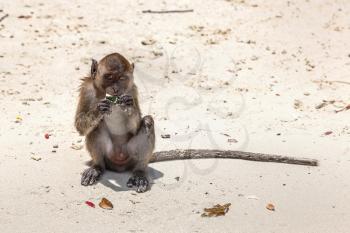 Monkey at the Monkey beach in Koh Phi Phi island, Thailand in a summer day