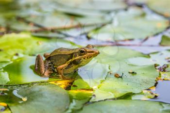 Frog sitting on the lily leaf in pond
