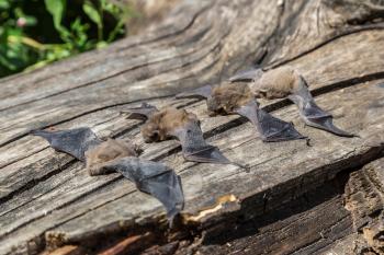 Group of bat in a beautiful summer day