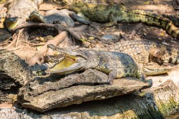 Crocodiles in Safari World Zoo in Bangkok in a summer day