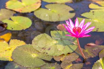 Blossom pink lotus flowers in pond  in a summer day