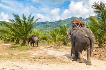 Tourists riding elephant trough jungle in Thailand in a summer day