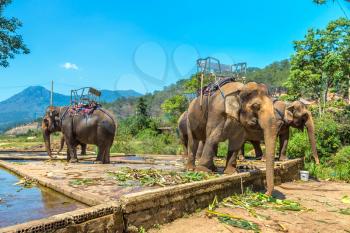 Farm of elephants near Dalat city, Vietnam in a summer day