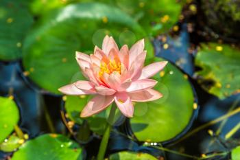 Beautiful single pink lotus flower with green leaf in in pond